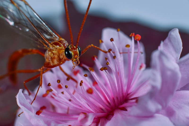 Illustration for article titled 18 Creepy, Crawly Photos Of Insects